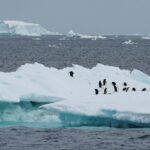 Penguins are seen on an iceberg as scientists investigate the impact of climate change on Antarctica's penguin colonies, on the northern side of the Antarctic peninsula, Antarctica January 15, 2022. Picture taken January 15, 2022. REUTERS/Natalie Thomas